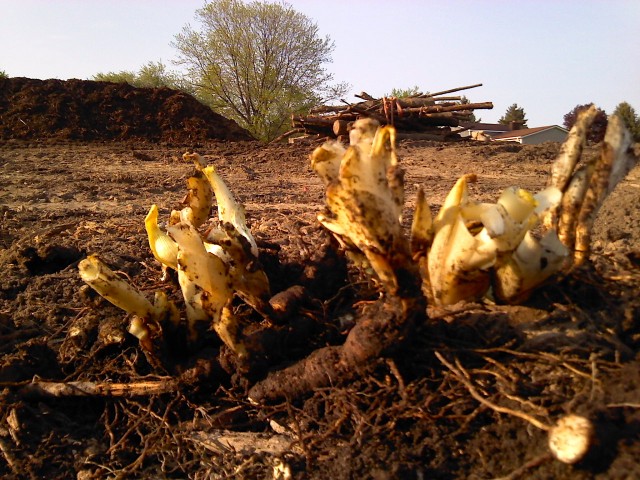 Restoration (illustrated)